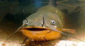 Still In Recycle Mode: “Sometimes There Just Aren’t Enuff Crud&nbsp;Eaters”